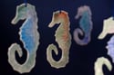 Seahorse Decorations 