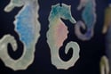 Seahorse Decorations 