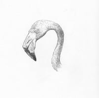 a flamingo