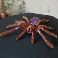 Image 1 of Real Electric Blue Tarantula