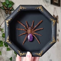 Image 2 of Real Electric Blue Tarantula
