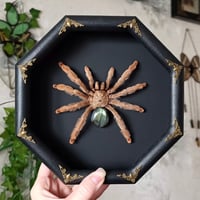 Panama blonde tarantula