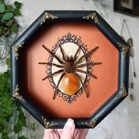 Framed Tarantula with Agate Abdomen