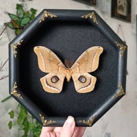 Image 1 of The Polyphemus moth