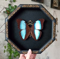 Image 1 of Deidamia morpho