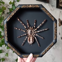Large Ornamental Tarantula aka Poecilotheria Regalis