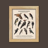 Image 1 of Woodpeckers of the Pacific Northwest