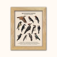 Image 2 of Woodpeckers of the Pacific Northwest