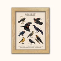 Image 2 of Blackbirds of the Pacific Northwest