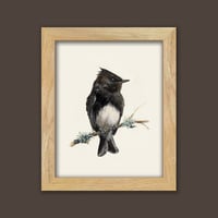 Image 2 of Black Phoebe