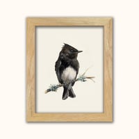 Image 1 of Black Phoebe