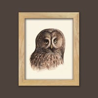 Image 2 of Great Gray Owl Portrait