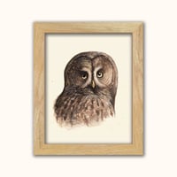 Image 1 of Great Gray Owl Portrait