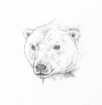 polar bear