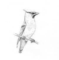 a waxwing