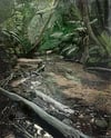 Kakamatua Stream Print