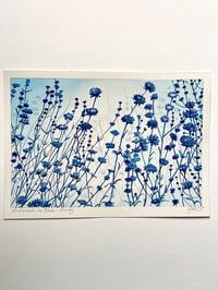 Seed Heads in Blue 