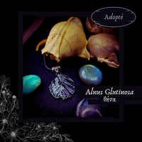 Image 7 of ☽ Alnus Glutinosa ☾