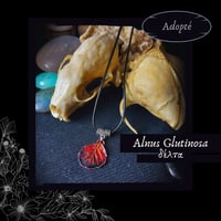 Image 5 of ☽ Alnus Glutinosa ☾