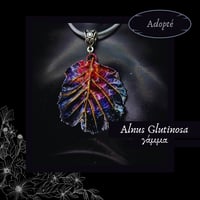 Image 4 of ☽ Alnus Glutinosa ☾