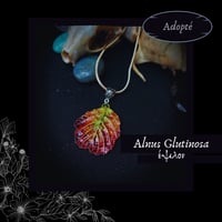 Image 6 of ☽ Alnus Glutinosa ☾