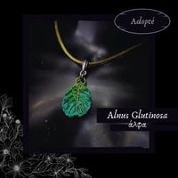 Image 2 of ☽ Alnus Glutinosa ☾