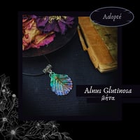 Image 3 of ☽ Alnus Glutinosa ☾