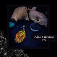 Image 1 of ☽ Alnus Glutinosa ☾