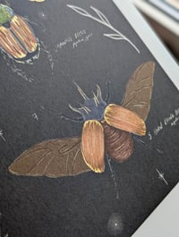 Image 2 of Natural history - Beetles, bugs & invertebrates 