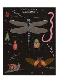 Image 1 of Natural history - Beetles, bugs & invertebrates 