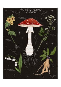 Image 1 of Natural history - poison plants & fungi