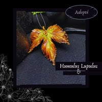 Image 13 of ☽ Humulus Lupulus ☾