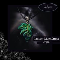 Image 1 of ☽ Conium Maculatum ☾