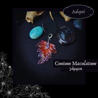 Image 3 of ☽ Conium Maculatum ☾