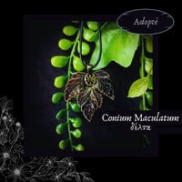 Image 4 of ☽ Conium Maculatum ☾