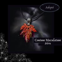 Image 2 of ☽ Conium Maculatum ☾