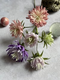 Image 5 of 🌕 Full Moon Bloom