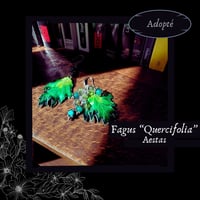 Image 1 of ☽ Fagus Quercifolia Aestas ☾