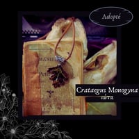 Image 9 of ☽ Crataegus Monogyna ☾