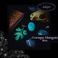 Image 8 of ☽ Crataegus Monogyna ☾