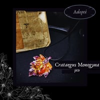 Image 10 of ☽ Crataegus Monogyna ☾