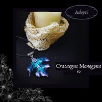 Image 11 of ☽ Crataegus Monogyna ☾