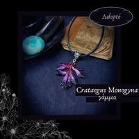 Image 3 of ☽ Crataegus Monogyna ☾