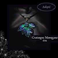 Image 7 of ☽ Crataegus Monogyna ☾
