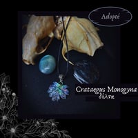 Image 4 of ☽ Crataegus Monogyna ☾