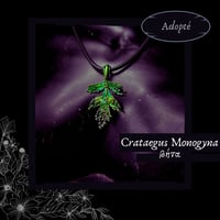 Image 2 of ☽ Crataegus Monogyna ☾