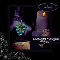 Image 6 of ☽ Crataegus Monogyna ☾