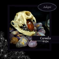 ☽ Carnelia ☾