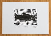Image 3 of Trout