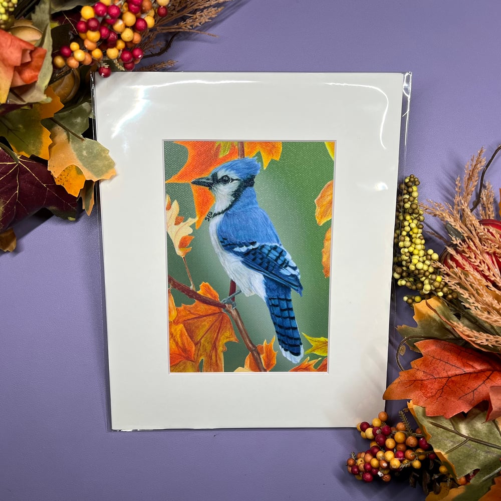 Image of Blue Jay